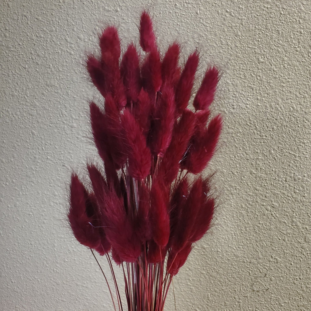 Dried Bunny Tails - Burgundy Red - BLOOMINGFUL.COM - wedding, event, decor, gift, bouquet, arrangement, bridal, garland, fresh dried preserved artificial silk, birthday housewarming foliage