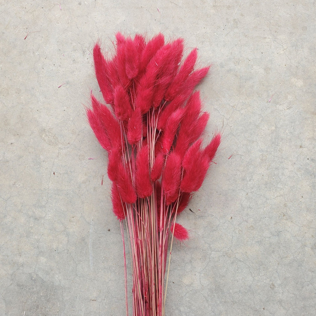 Dried Bunny Tails - Burgundy Red, Raspberry (164) - BLOOMINGFUL.COM - wedding, event, decor, gift, bouquet, arrangement, bridal, garland, fresh dried preserved artificial silk, birthday housewarming foliage