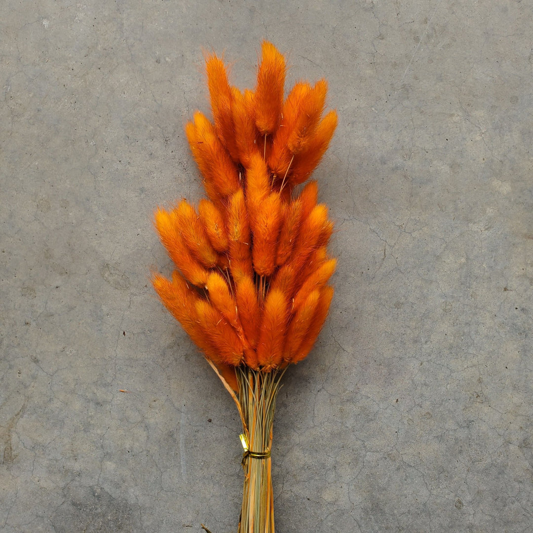 Dried Bunny Tails - Burnt Orange (162) - BLOOMINGFUL.COM - wedding, event, decor, gift, bouquet, arrangement, bridal, garland, fresh dried preserved artificial silk, birthday housewarming foliage