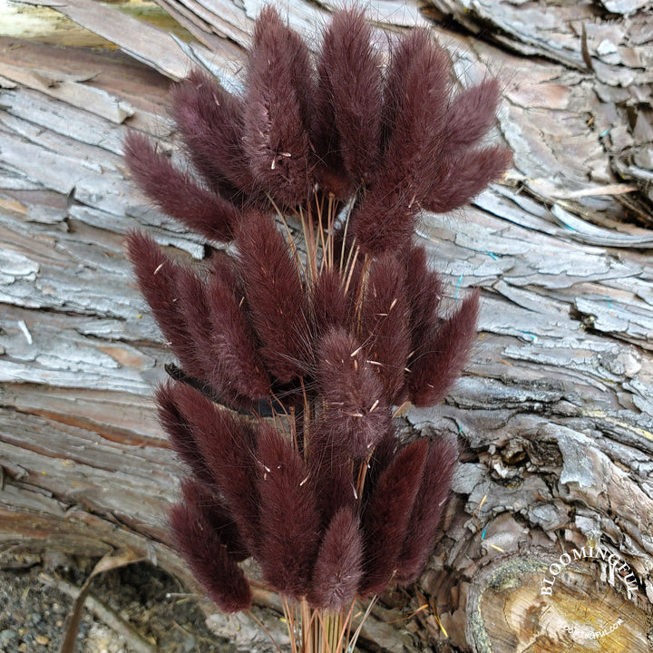 Bunny Tails - Chocolate Brown (131)