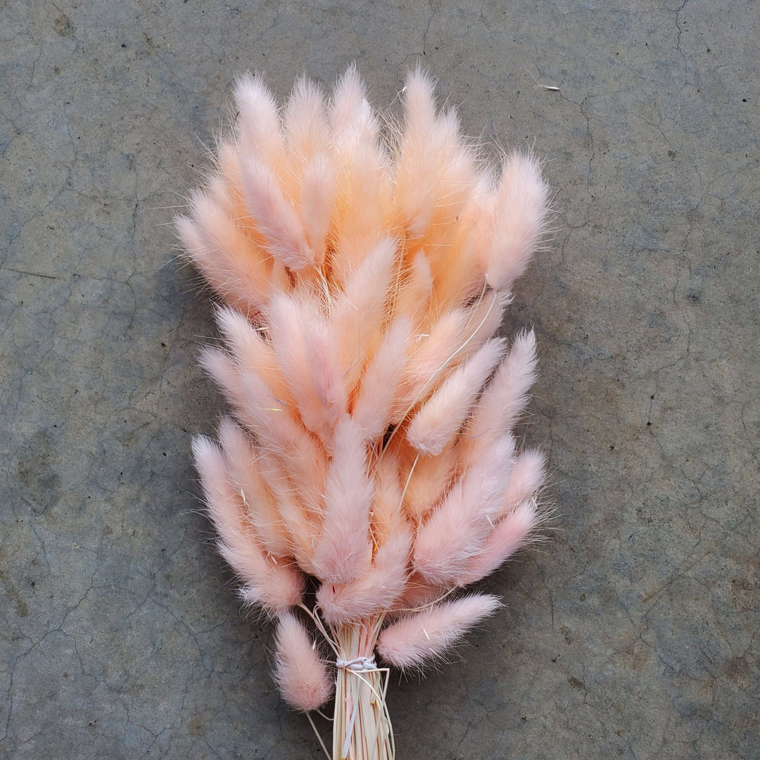 Dried Bunny Tails - Coral Peach (002) - BLOOMINGFUL.COM - wedding, event, decor, gift, bouquet, arrangement, bridal, garland, fresh dried preserved artificial silk, birthday housewarming foliage