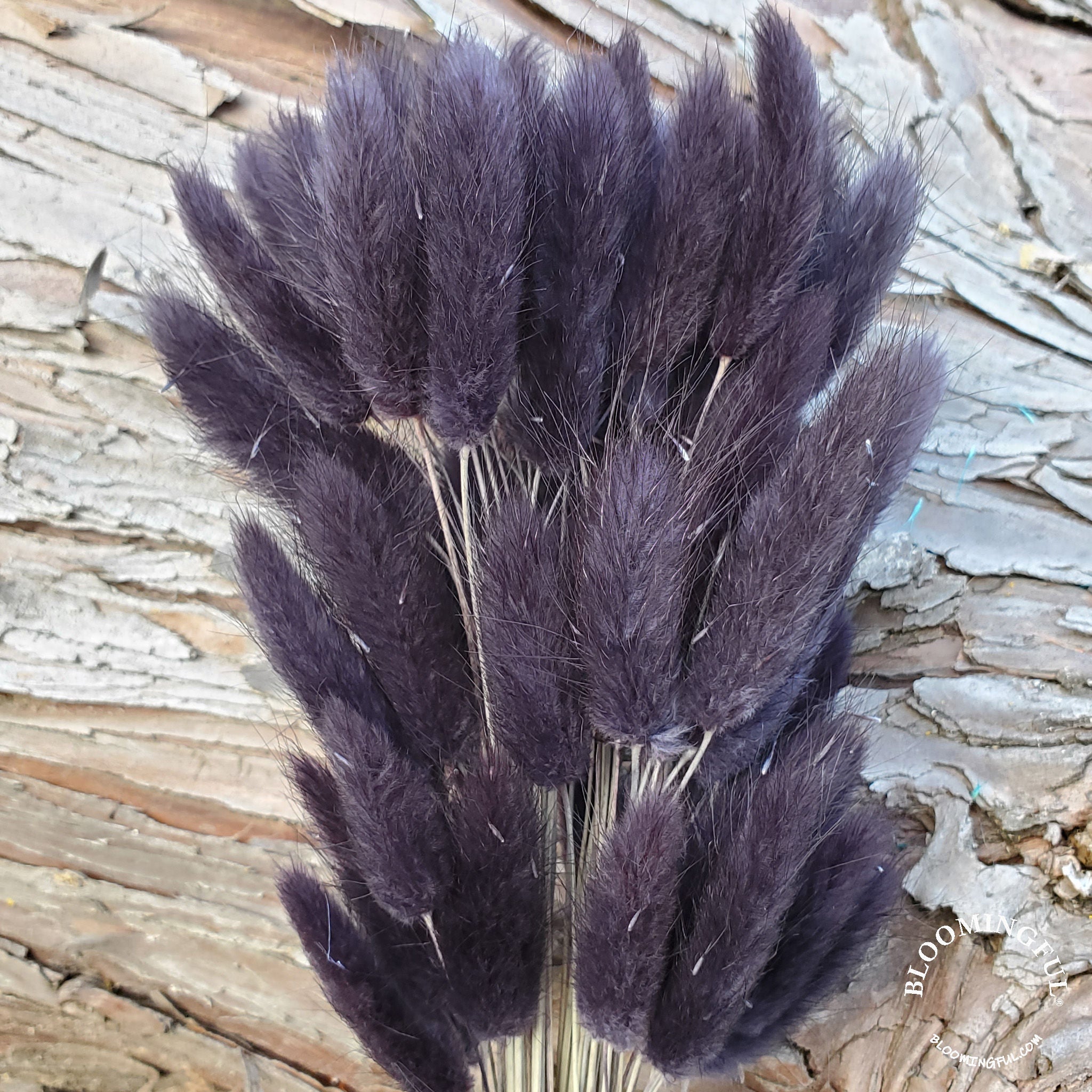 Dried Bunny Tails - Dark Purple - Black - Gray (128) - BLOOMINGFUL.COM - wedding, event, decor, gift, bouquet, arrangement, bridal, garland, fresh dried preserved artificial silk, birthday housewarming foliage