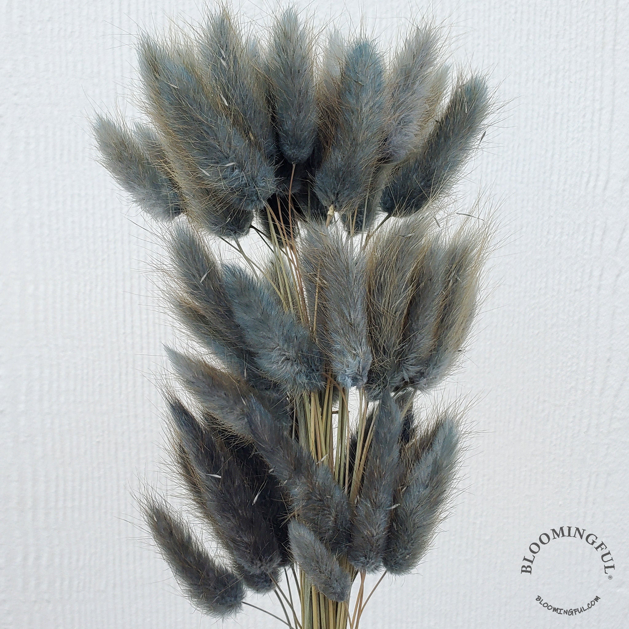 Dried Bunny Tails - Dusty Blue - Gray (117) - BLOOMINGFUL.COM - wedding, event, decor, gift, bouquet, arrangement, bridal, garland, fresh dried preserved artificial silk, birthday housewarming foliage