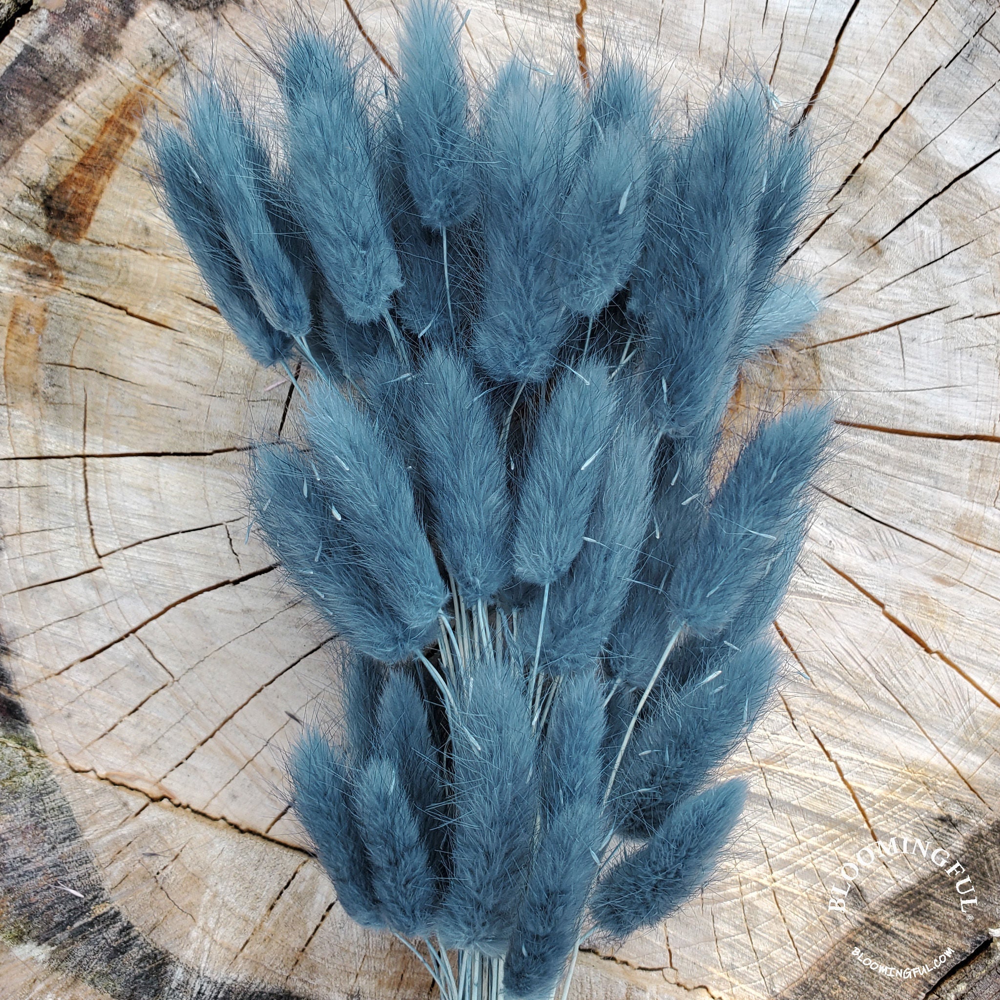 Dried Bunny Tails - Dusty Navy Blue (119) - BLOOMINGFUL.COM - wedding, event, decor, gift, bouquet, arrangement, bridal, garland, fresh dried preserved artificial silk, birthday housewarming foliage