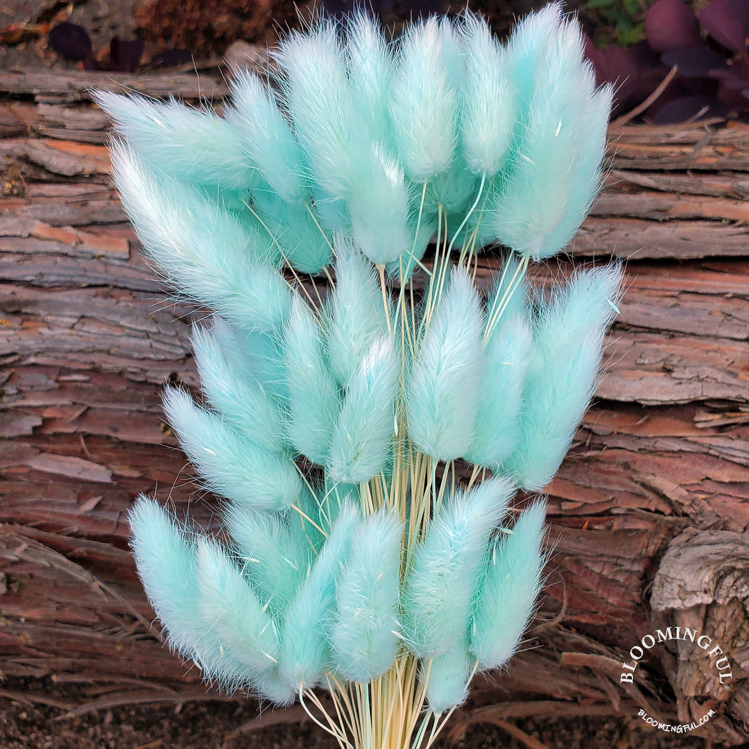 Dried Bunny Tails - Frosty Tiffany Blue (120) - BLOOMINGFUL.COM - wedding, event, decor, gift, bouquet, arrangement, bridal, garland, fresh dried preserved artificial silk, birthday housewarming foliage