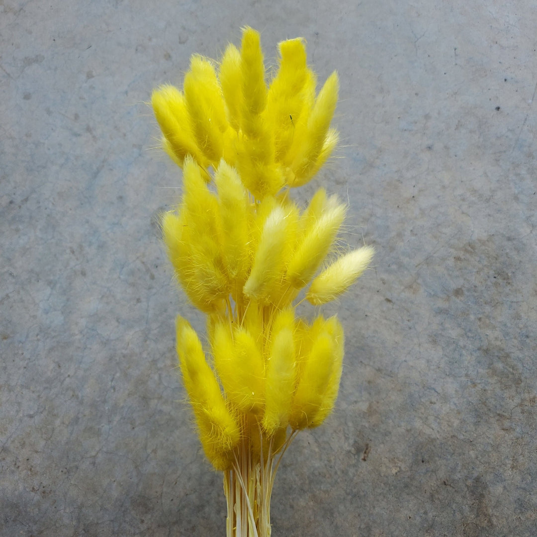 Dried Bunny Tails - Lemon Yellow (003a) - BLOOMINGFUL.COM - wedding, event, decor, gift, bouquet, arrangement, bridal, garland, fresh dried preserved artificial silk, birthday housewarming foliage