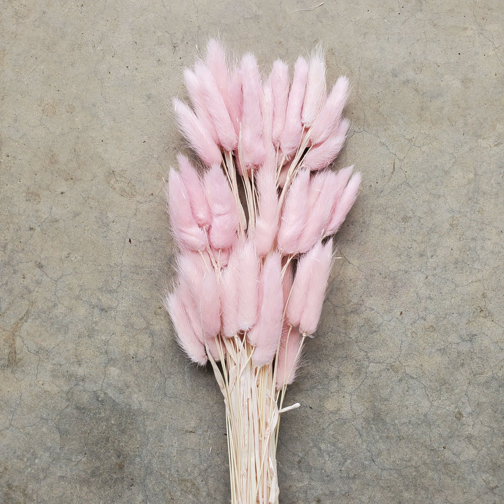 Dried Bunny Tails - Light Pink (005) - BLOOMINGFUL.COM - wedding, event, decor, gift, bouquet, arrangement, bridal, garland, fresh dried preserved artificial silk, birthday housewarming foliage