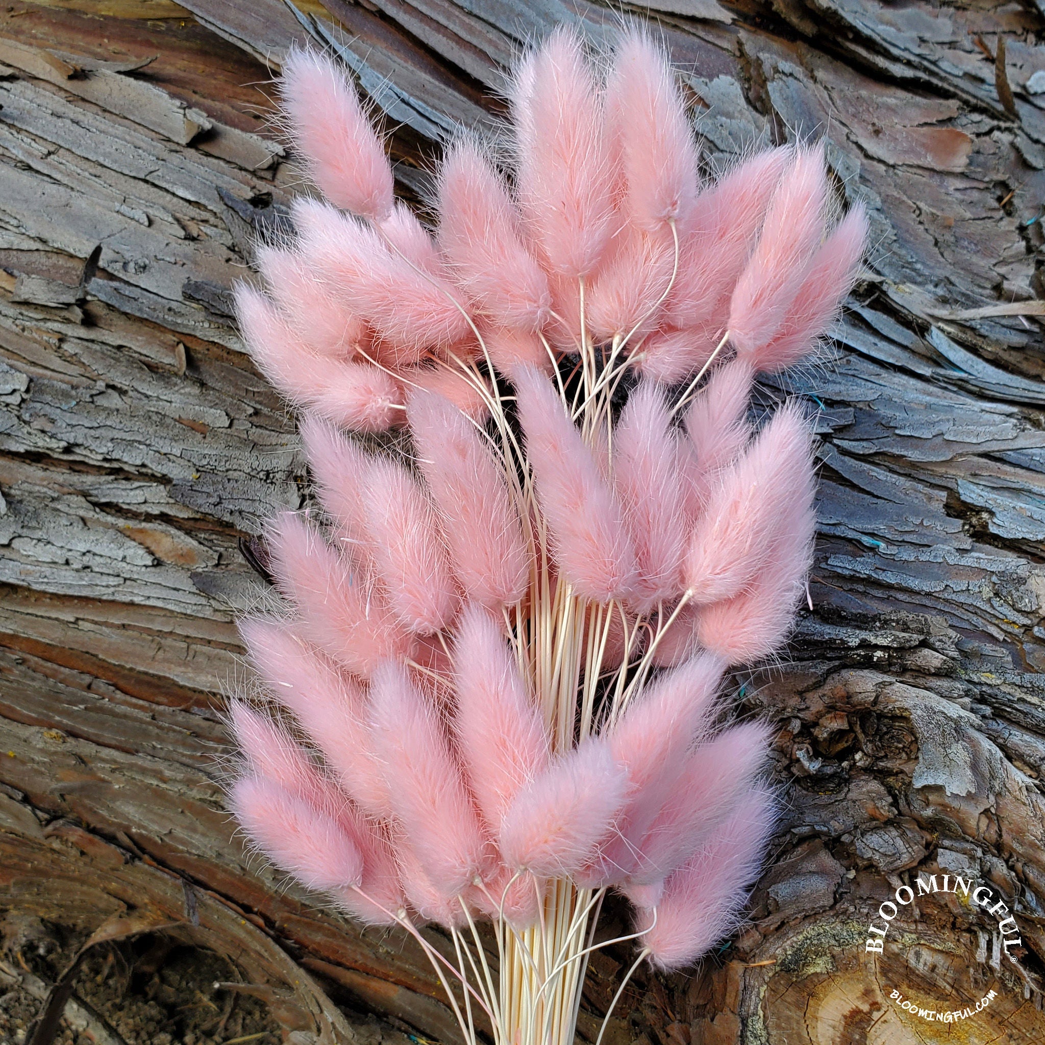 Dried Bunny Tails - Light Pink (116) - BLOOMINGFUL.COM - wedding, event, decor, gift, bouquet, arrangement, bridal, garland, fresh dried preserved artificial silk, birthday housewarming foliage