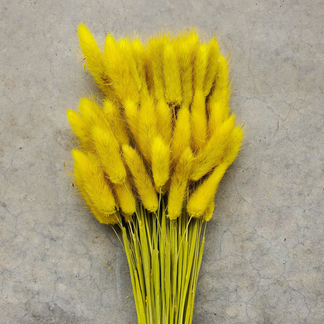 Dried Bunny Tails - Mustard Yellow (142) - BLOOMINGFUL.COM - wedding, event, decor, gift, bouquet, arrangement, bridal, garland, fresh dried preserved artificial silk, birthday housewarming foliage