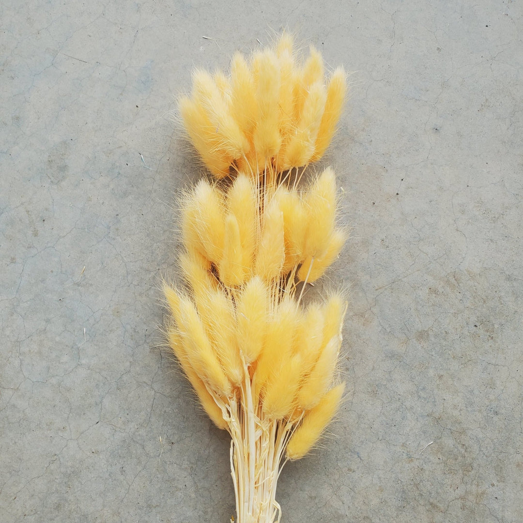 Dried Bunny Tails - Pastel Yellow (165) - BLOOMINGFUL.COM - wedding, event, decor, gift, bouquet, arrangement, bridal, garland, fresh dried preserved artificial silk, birthday housewarming foliage
