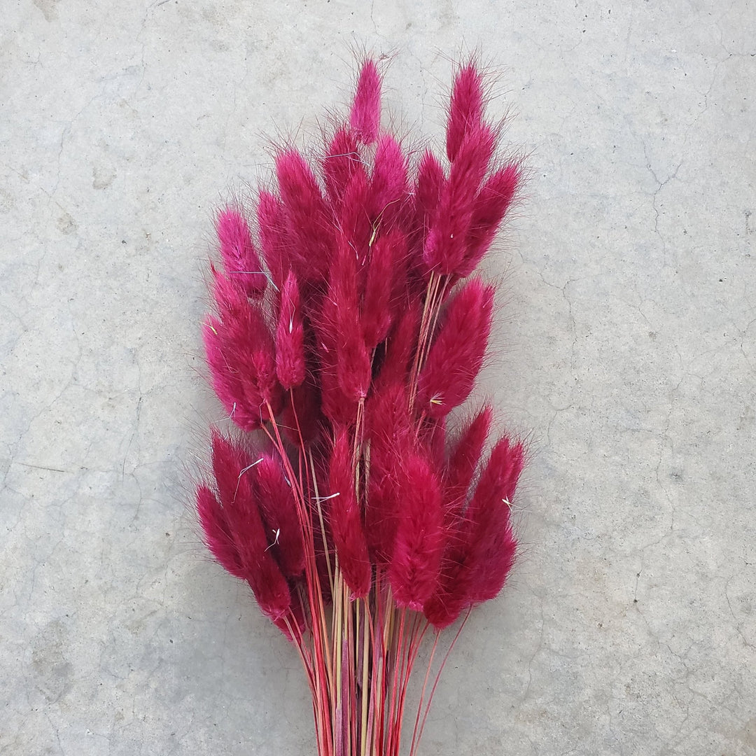 Dried Bunny Tails - Red Wine (167) - BLOOMINGFUL.COM - wedding, event, decor, gift, bouquet, arrangement, bridal, garland, fresh dried preserved artificial silk, birthday housewarming foliage