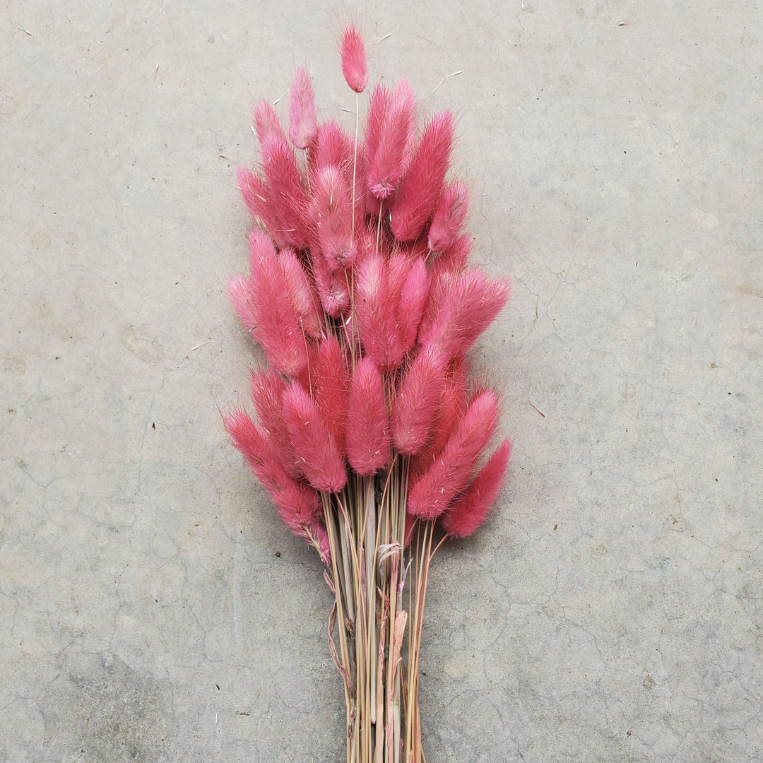 Dried Bunny Tails - Rose Pink (143) - BLOOMINGFUL.COM - wedding, event, decor, gift, bouquet, arrangement, bridal, garland, fresh dried preserved artificial silk, birthday housewarming foliage