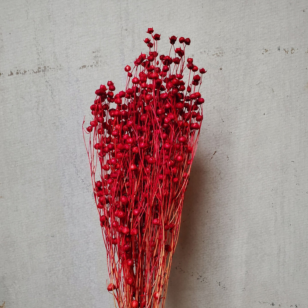 Dried Flax Linum Seed Flowers - Darker Red, Burgundy (019) - BLOOMINGFUL.COM - wedding, event, decor, gift, bouquet, arrangement, bridal, garland, fresh dried preserved artificial silk, birthday housewarming foliage