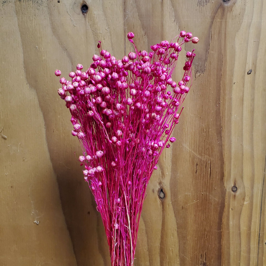 Dried Flax Linum Seed Flowers - Hot Pink Magenta (014) - BLOOMINGFUL.COM - wedding, event, decor, gift, bouquet, arrangement, bridal, garland, fresh dried preserved artificial silk, birthday housewarming foliage