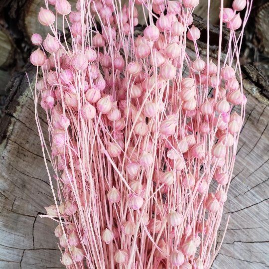 Dried Flax Linum - Soft Pink (015) - BLOOMINGFUL.COM - wedding, event, decor, gift, bouquet, arrangement, bridal, garland, fresh dried preserved artificial silk, birthday housewarming foliage
