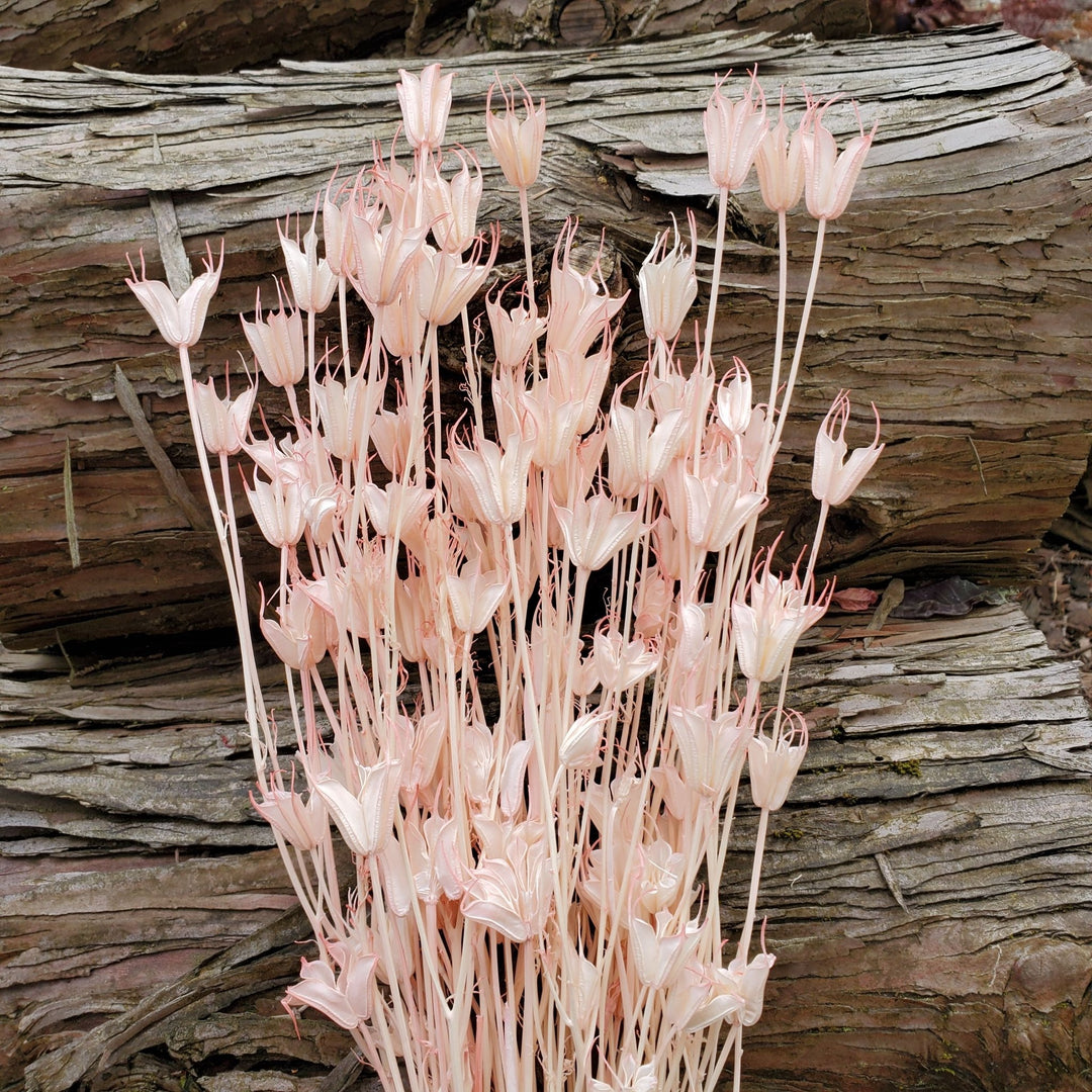 Dried Nigella Flowers - Blush Pink (115) - BLOOMINGFUL.COM - wedding, event, decor, gift, bouquet, arrangement, bridal, garland, fresh dried preserved artificial silk, birthday housewarming foliage