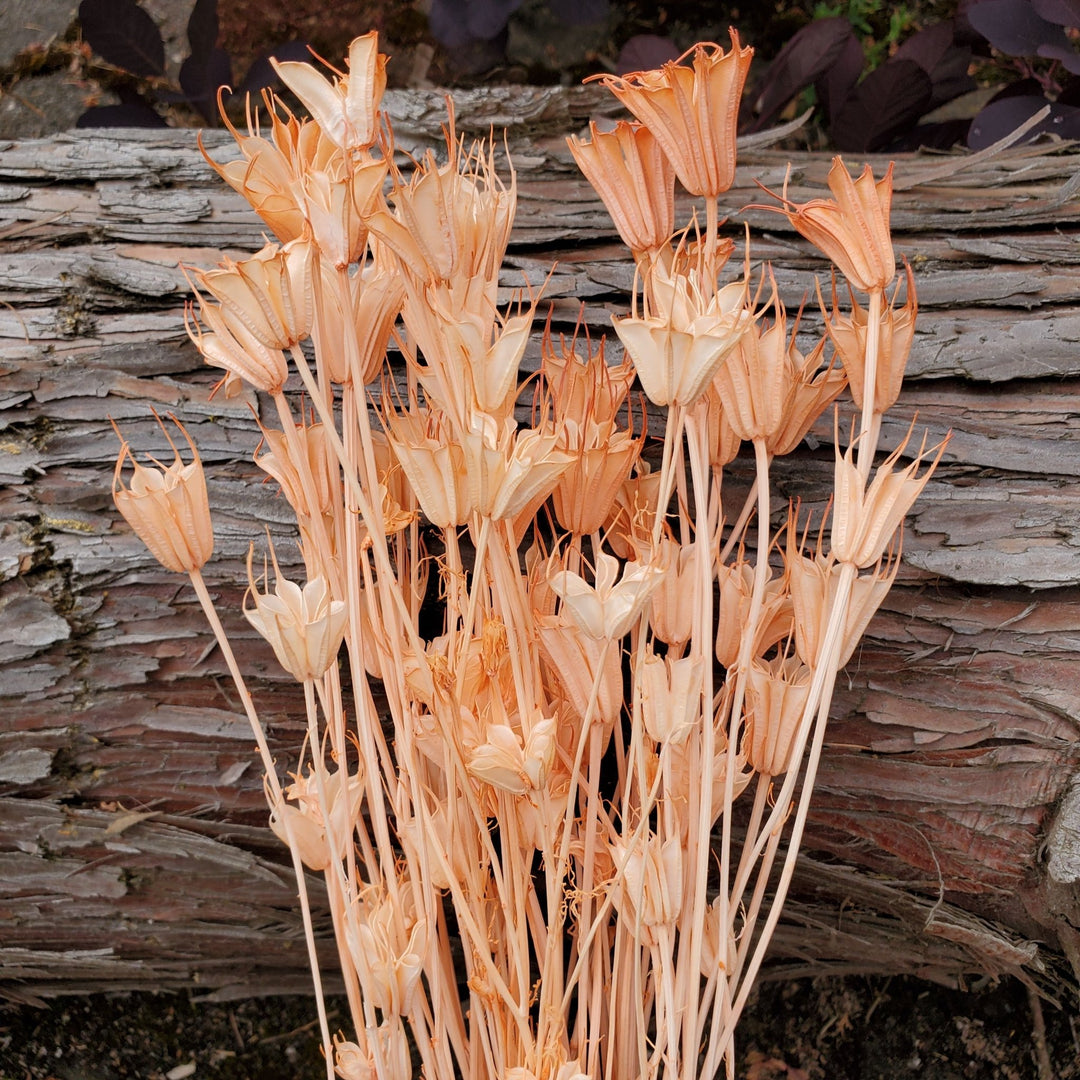 Dried Nigella Flowers - Coral Peach (102) - BLOOMINGFUL.COM - wedding, event, decor, gift, bouquet, arrangement, bridal, garland, fresh dried preserved artificial silk, birthday housewarming foliage
