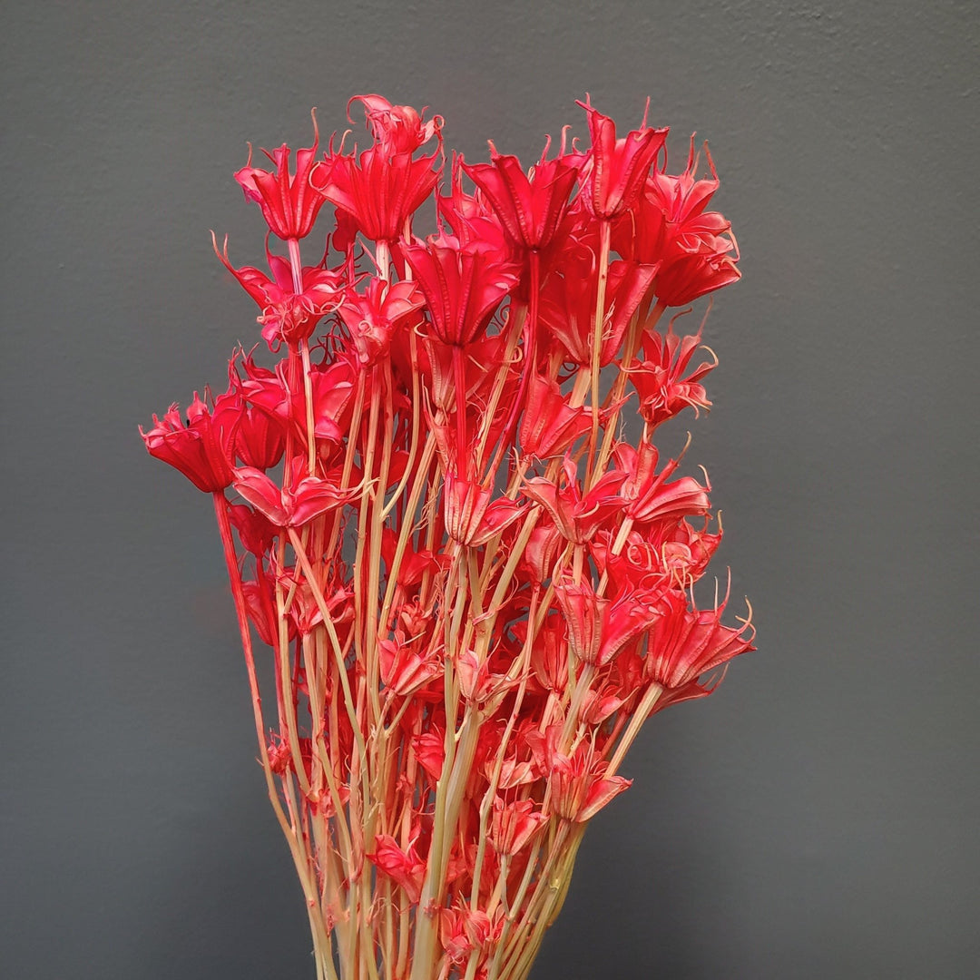 Dried Nigella Flowers - Electric Pink Champagne (022) - BLOOMINGFUL.COM - wedding, event, decor, gift, bouquet, arrangement, bridal, garland, fresh dried preserved artificial silk, birthday housewarming foliage