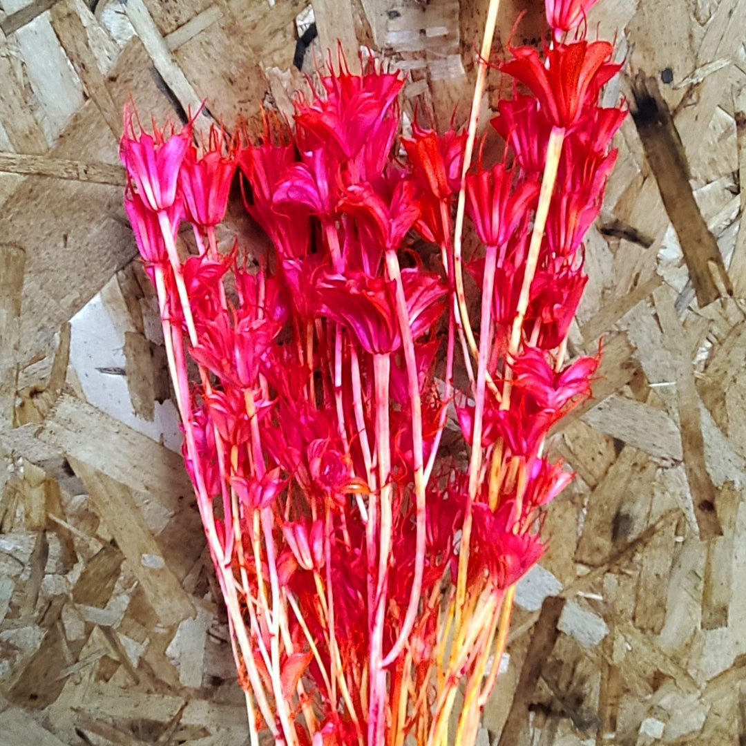 Dried Nigella Flowers - Hot Magenta Pink (025) - BLOOMINGFUL.COM - wedding, event, decor, gift, bouquet, arrangement, bridal, garland, fresh dried preserved artificial silk, birthday housewarming foliage