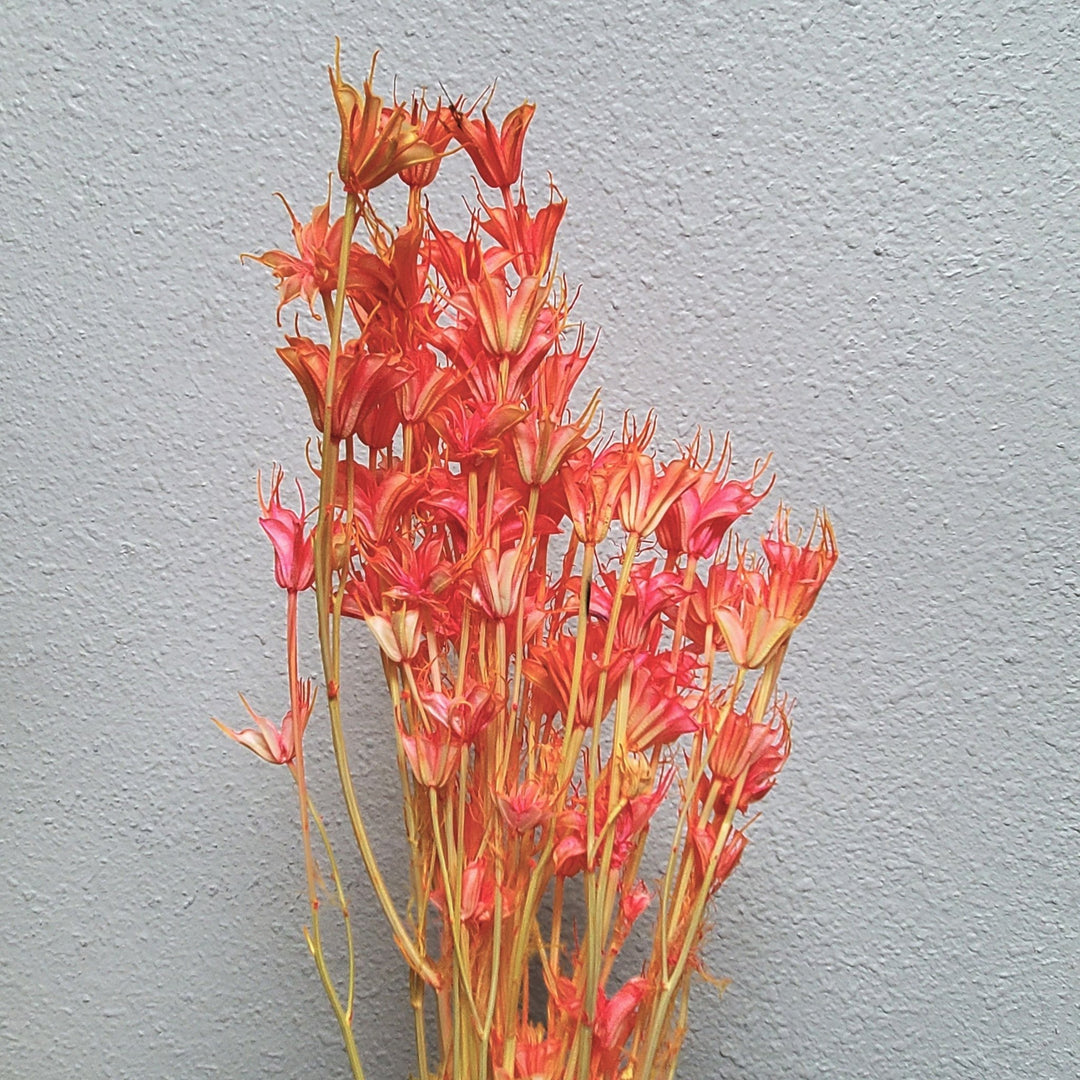 Dried Nigella Flowers - Strawberry Champagne (021) - BLOOMINGFUL.COM - wedding, event, decor, gift, bouquet, arrangement, bridal, garland, fresh dried preserved artificial silk, birthday housewarming foliage