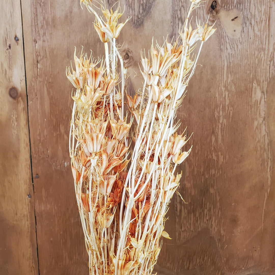 Dried Nigella Flowers - Terracotta Orange (030) - BLOOMINGFUL.COM - wedding, event, decor, gift, bouquet, arrangement, bridal, garland, fresh dried preserved artificial silk, birthday housewarming foliage