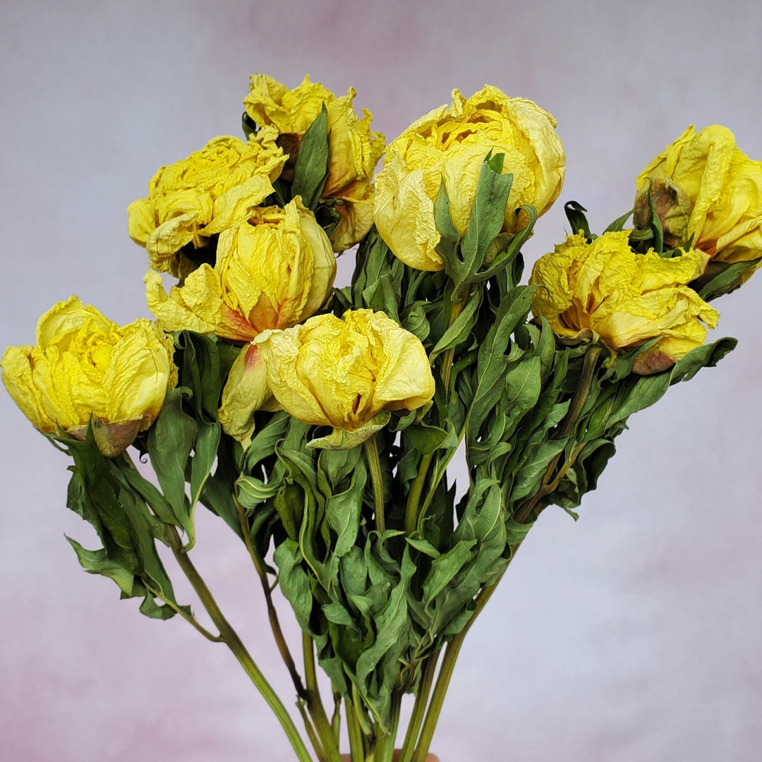 Dried Peony Flowers - Yellow - BLOOMINGFUL.COM - wedding, event, decor, gift, bouquet, arrangement, bridal, garland, fresh dried preserved artificial silk, birthday housewarming foliage