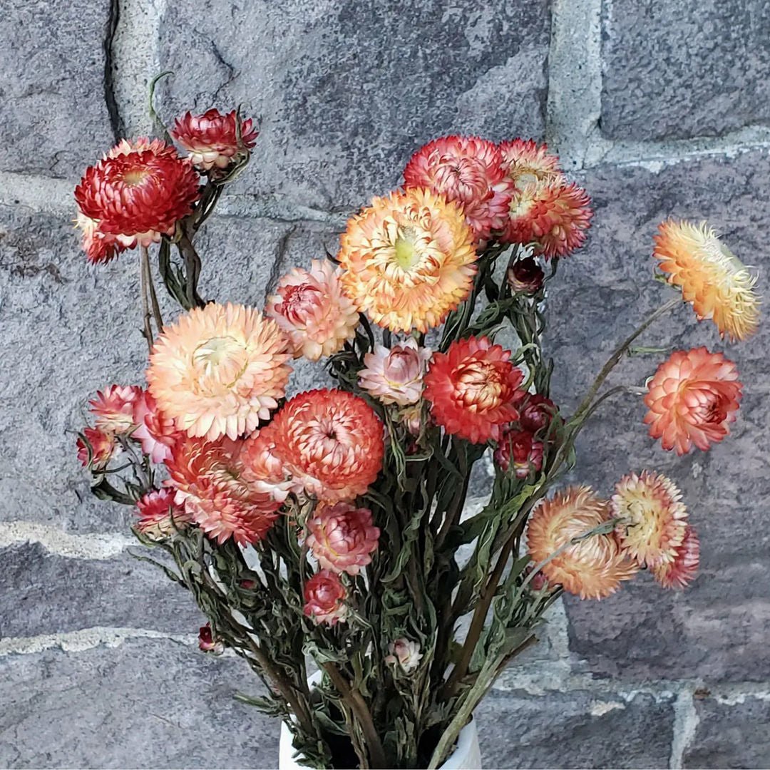 Dried Strawflowers - Apricot - BLOOMINGFUL.COM - wedding, event, decor, gift, bouquet, arrangement, bridal, garland, fresh dried preserved artificial silk, birthday housewarming foliage