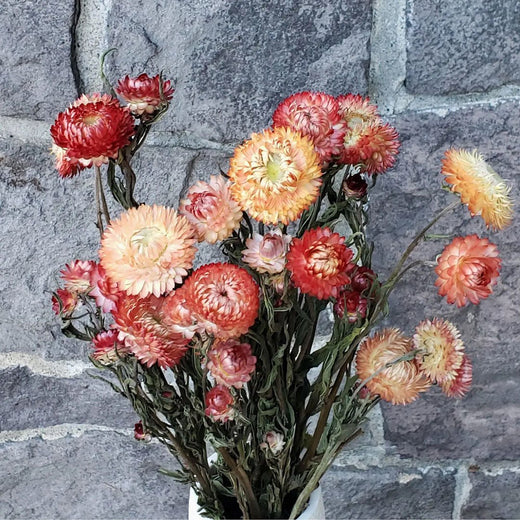 Strawflowers