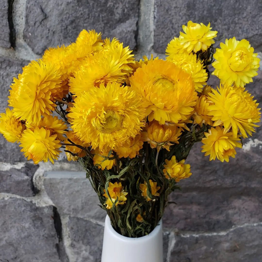 Dried Strawflowers - Golden Yellow - BLOOMINGFUL.COM - wedding, event, decor, gift, bouquet, arrangement, bridal, garland, fresh dried preserved artificial silk, birthday housewarming foliage