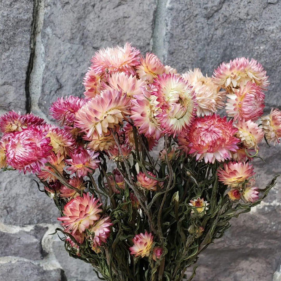 Dried Strawflowers - Pink - BLOOMINGFUL.COM - wedding, event, decor, gift, bouquet, arrangement, bridal, garland, fresh dried preserved artificial silk, birthday housewarming foliage