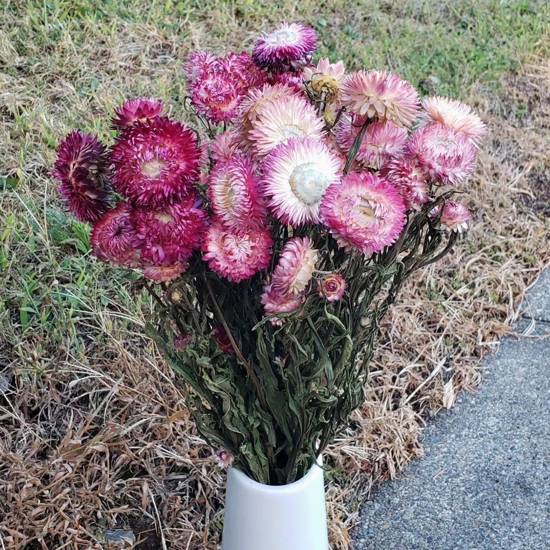 Dried Strawflowers - Rose Pink - BLOOMINGFUL.COM - wedding, event, decor, gift, bouquet, arrangement, bridal, garland, fresh dried preserved artificial silk, birthday housewarming foliage