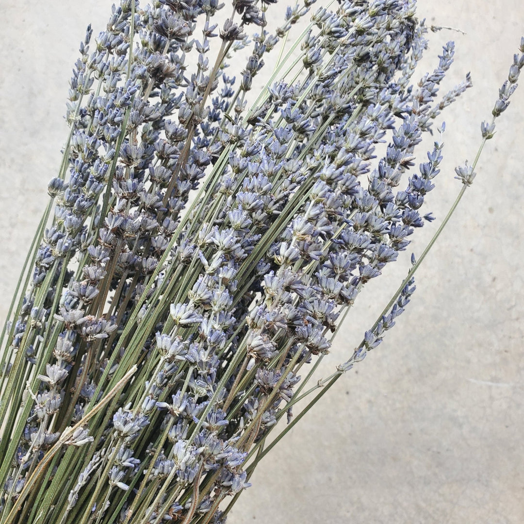 Dried Tall English Lavender - BLOOMINGFUL.COM - wedding, event, decor, gift, bouquet, arrangement, bridal, garland, fresh dried preserved artificial silk, birthday housewarming foliage