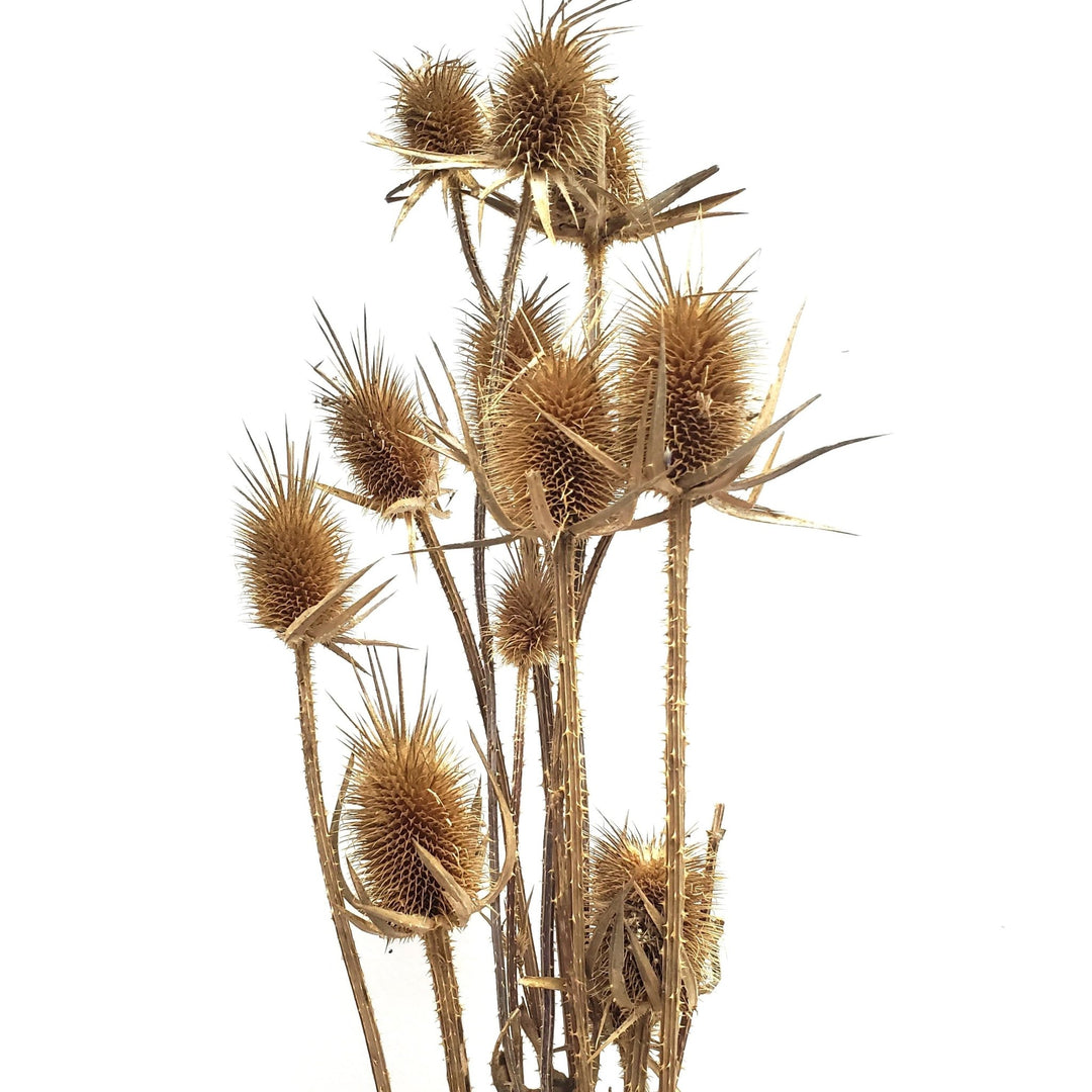 Dried Teasel Thistle XL Flowers - Natural (030) - BLOOMINGFUL.COM - wedding, event, decor, gift, bouquet, arrangement, bridal, garland, fresh dried preserved artificial silk, birthday housewarming foliage