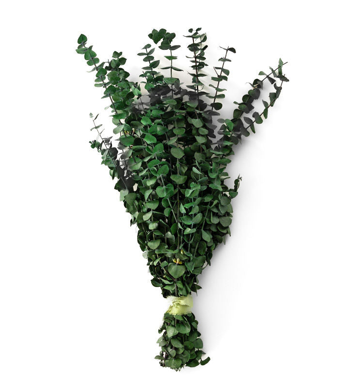 Hand-tied Eucalyptus Spires bouquet with round green leaves and a pale green ribbon against a white background