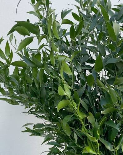 Fresh Italian ruscus stems with green leaves