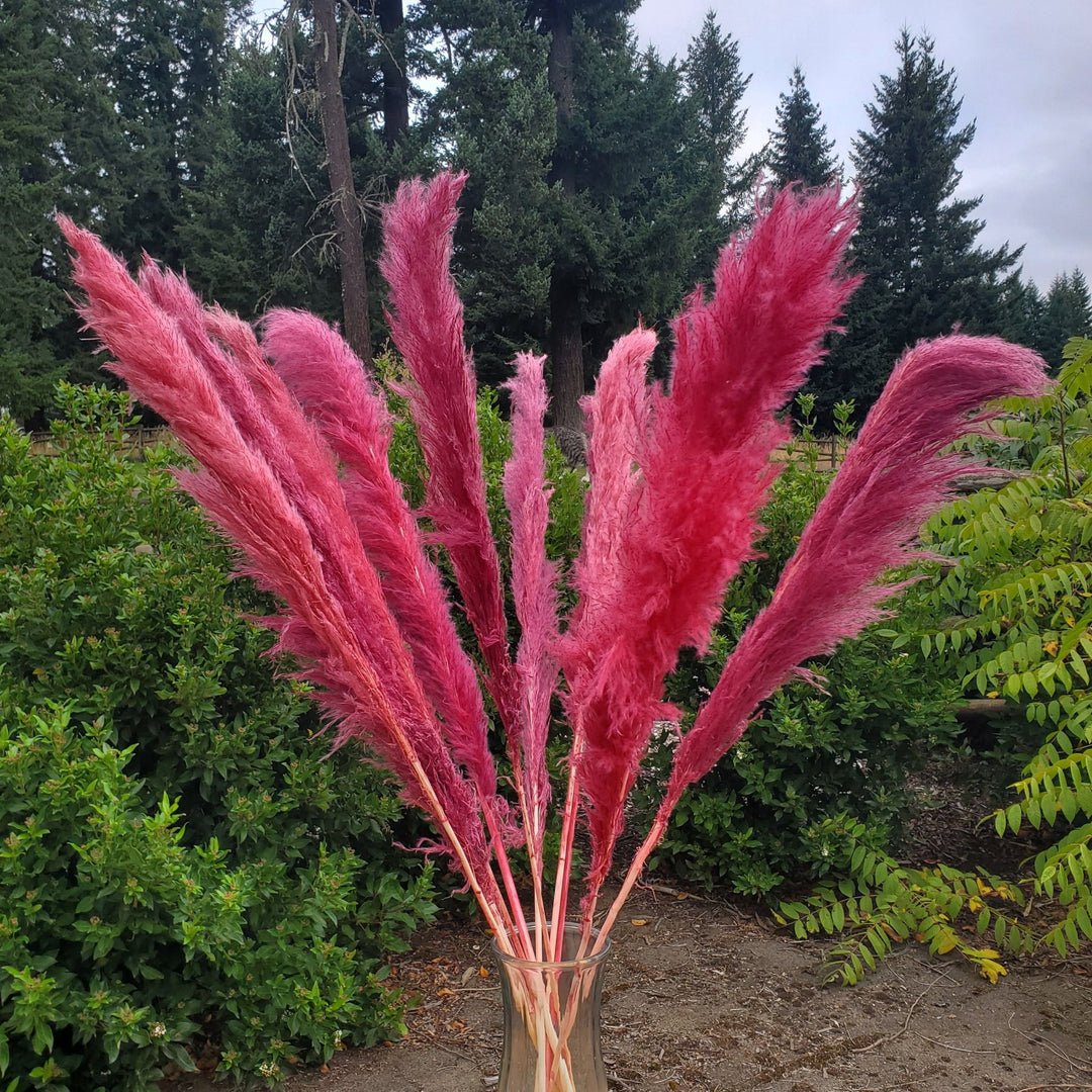 Large Pampas Grass (3ft) - Berry (655) - BLOOMINGFUL.COM - wedding, event, decor, gift, bouquet, arrangement, bridal, garland, fresh dried preserved artificial silk, birthday housewarming foliage