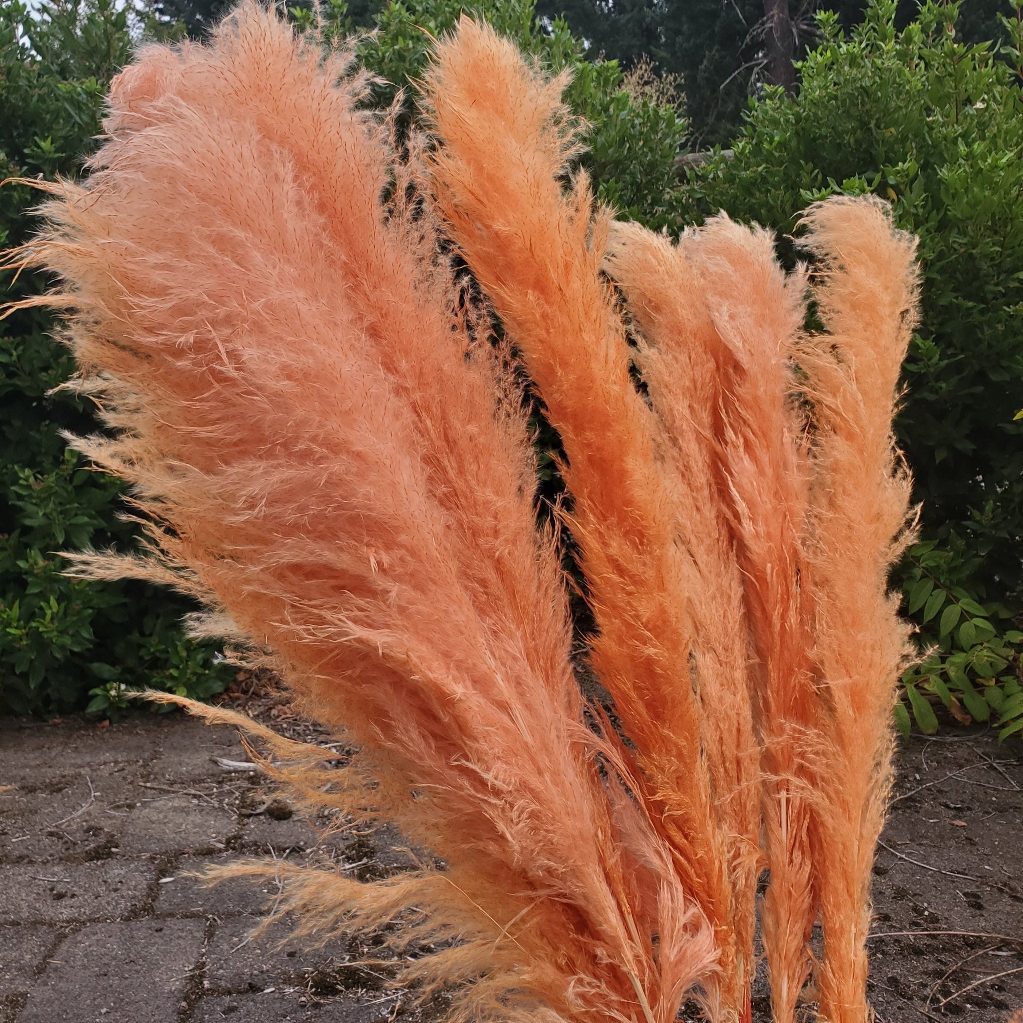 Large Pampas Grass (3ft) - Orange Terracotta (660) - BLOOMINGFUL.COM - wedding, event, decor, gift, bouquet, arrangement, bridal, garland, fresh dried preserved artificial silk, birthday housewarming foliage