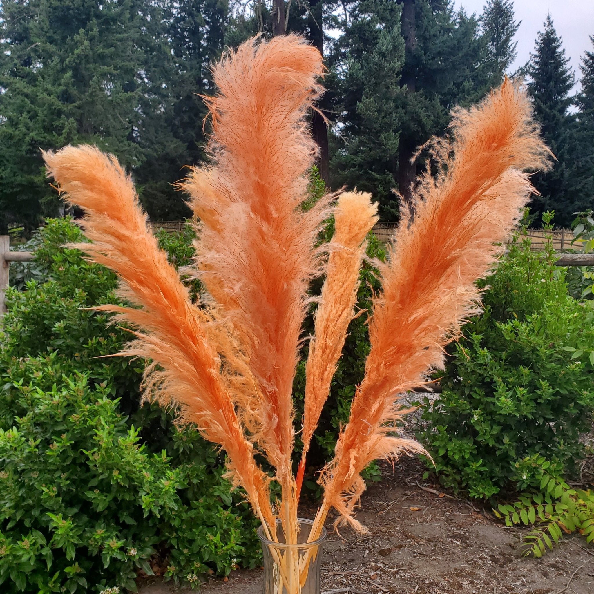 Large Pampas Grass (3ft) - Orange Terracotta (660) - BLOOMINGFUL.COM - wedding, event, decor, gift, bouquet, arrangement, bridal, garland, fresh dried preserved artificial silk, birthday housewarming foliage