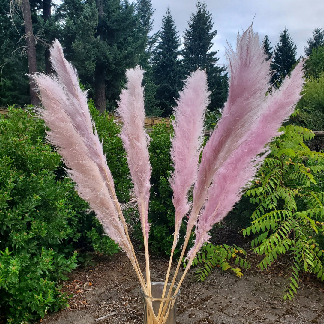 Large Pampas Grass (3ft) - Pink Mauve (680) - BLOOMINGFUL.COM - wedding, event, decor, gift, bouquet, arrangement, bridal, garland, fresh dried preserved artificial silk, birthday housewarming foliage