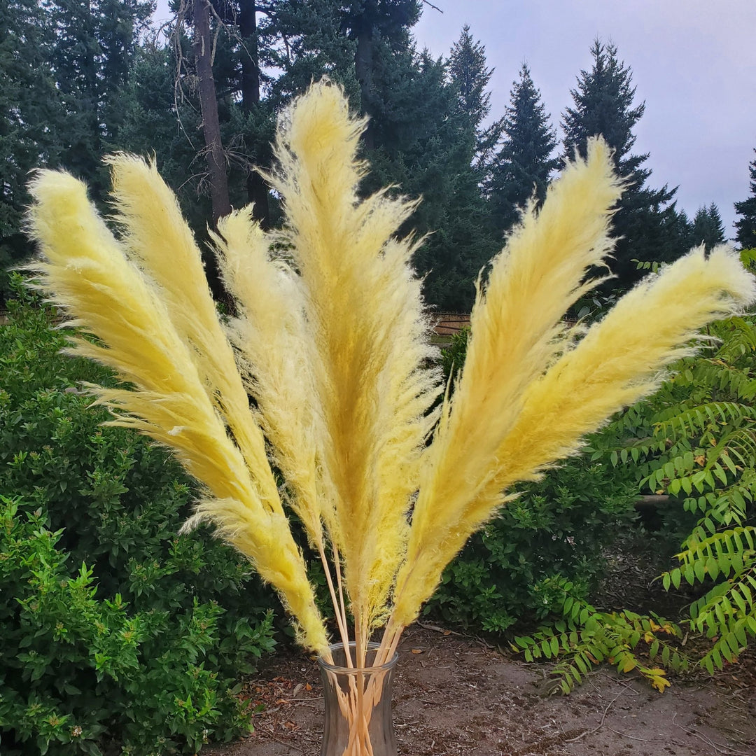 Large Pampas Grass (3ft) - Soft Yellow (677) - BLOOMINGFUL.COM - wedding, event, decor, gift, bouquet, arrangement, bridal, garland, fresh dried preserved artificial silk, birthday housewarming foliage