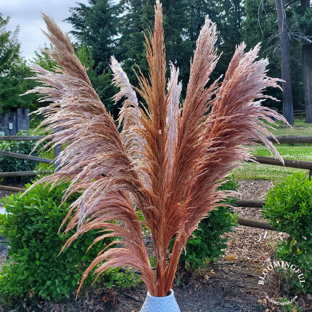 No - Shed Silky Large Pampas (3 - 4ft) - Copper Brown Balayage - BLOOMINGFUL.COM - wedding, event, decor, gift, bouquet, arrangement, bridal, garland, fresh dried preserved artificial silk, birthday housewarming foliage