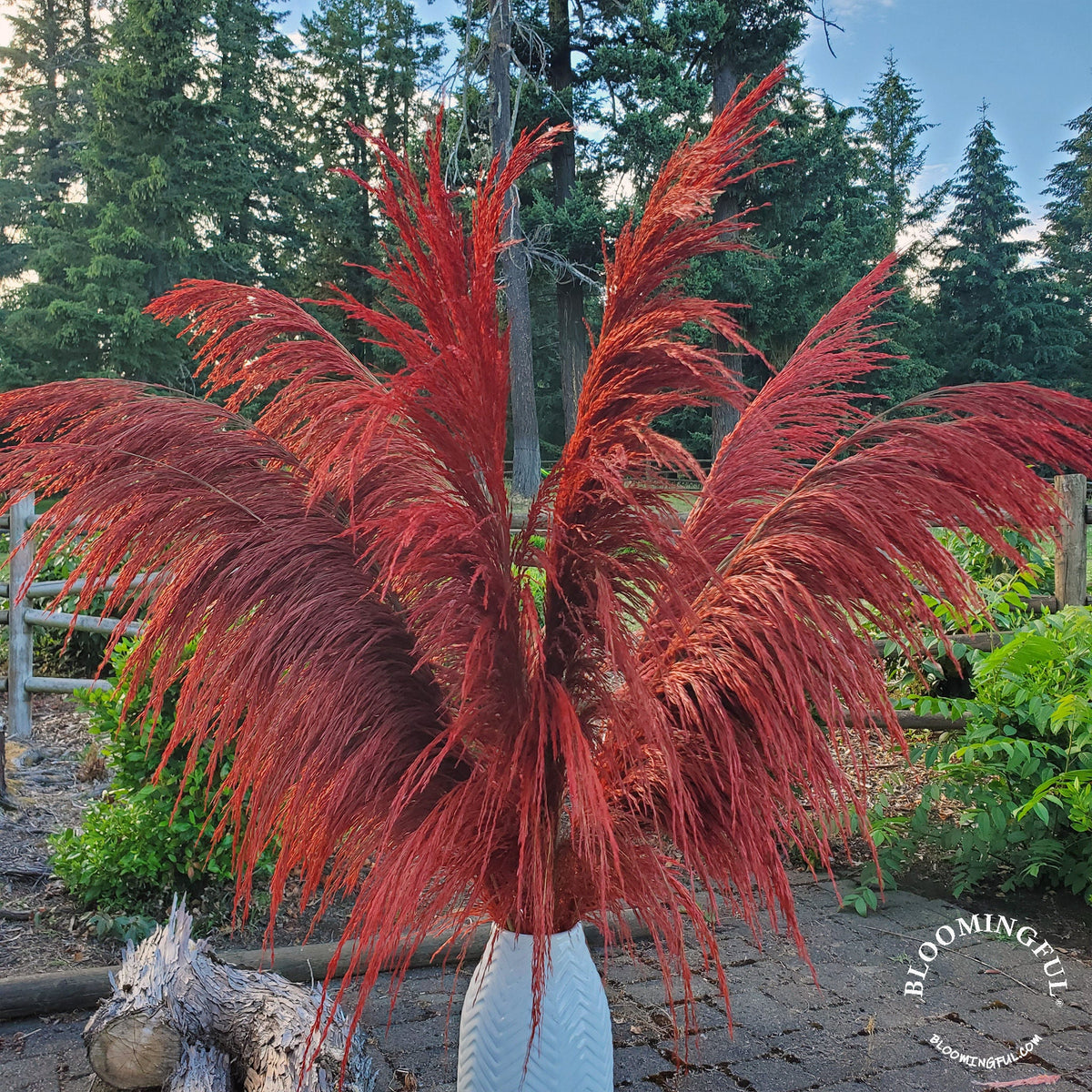 No-Shed Silky Large Pampas (3-4ft) - Deep Rust Red – BLOOMINGFUL.COM