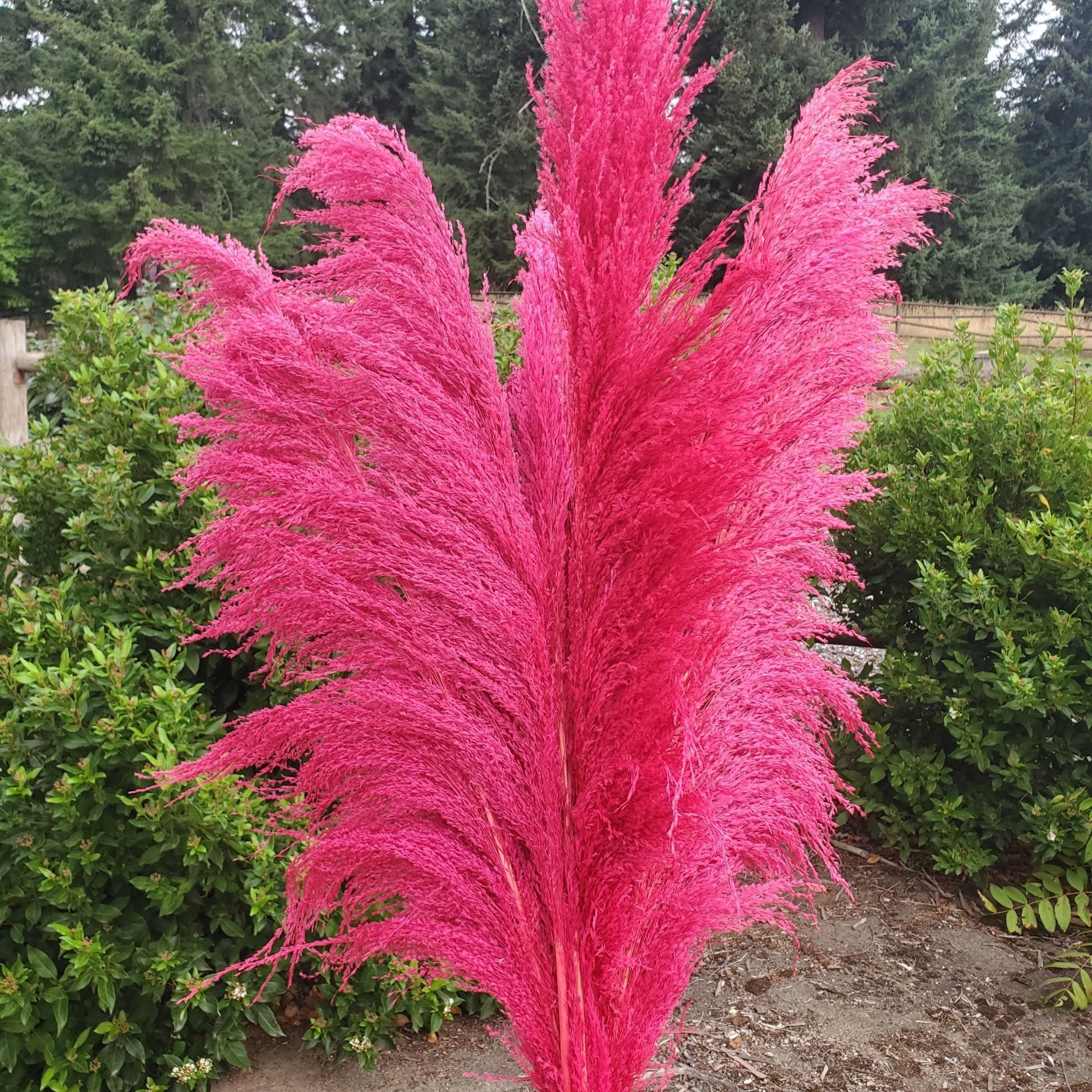 No - Shed Silky Large Pampas (3 - 4ft) - Hot Pink Magenta (714) - BLOOMINGFUL.COM - wedding, event, decor, gift, bouquet, arrangement, bridal, garland, fresh dried preserved artificial silk, birthday housewarming foliage