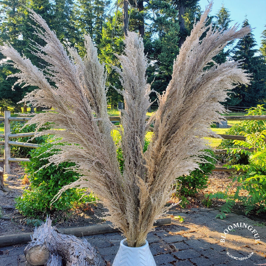 Natural Dried Feathery Pampas