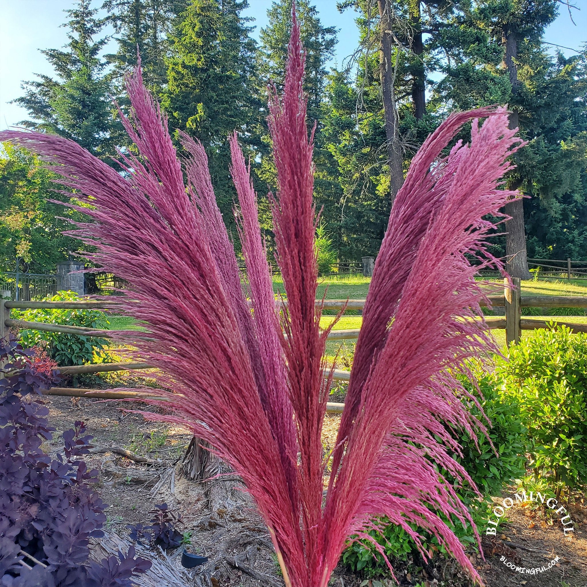 No Shed Silky Large Pampas (3 - 4ft) - Pink Magenta - BLOOMINGFUL.COM - wedding, event, decor, gift, bouquet, arrangement, bridal, garland, fresh dried preserved artificial silk, birthday housewarming foliage