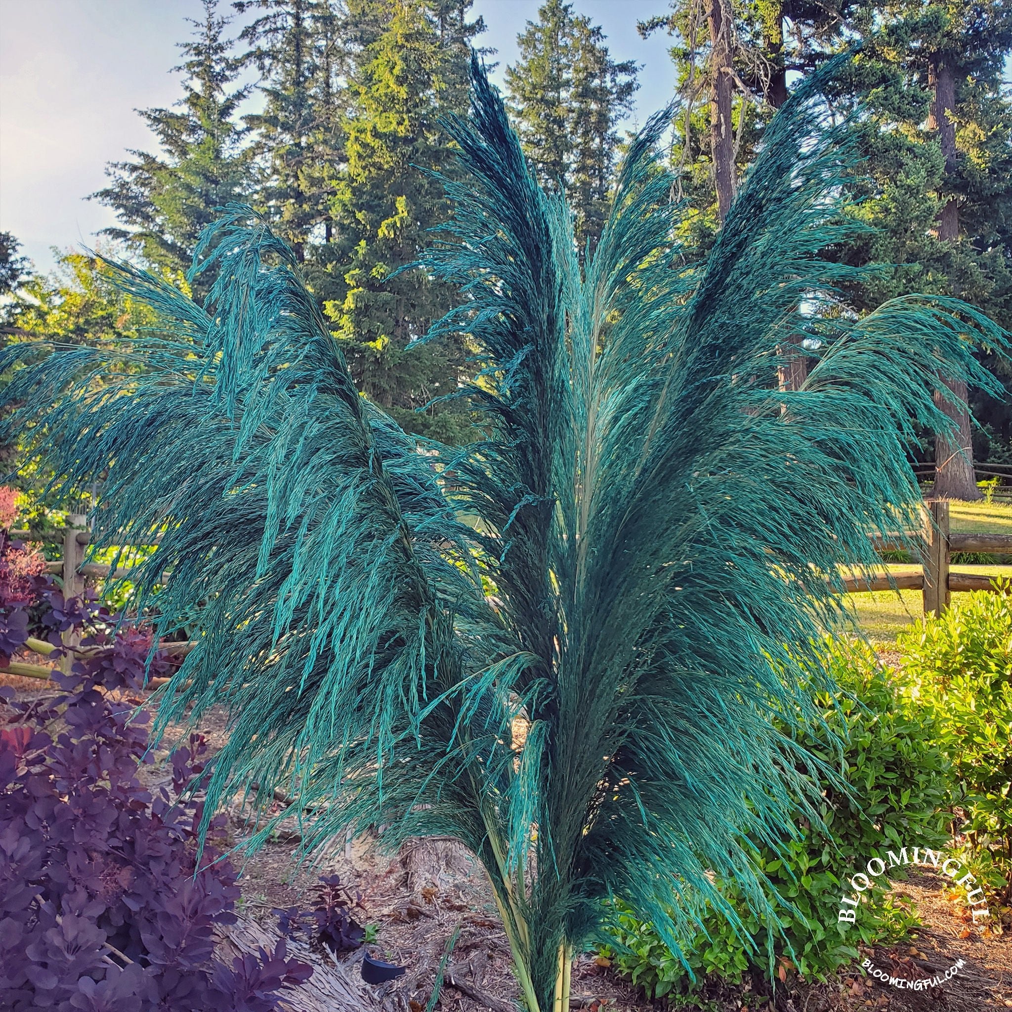 No - Shed Silky Large Pampas (3 - 4ft) - Teal Emerald - BLOOMINGFUL.COM - wedding, event, decor, gift, bouquet, arrangement, bridal, garland, fresh dried preserved artificial silk, birthday housewarming foliage