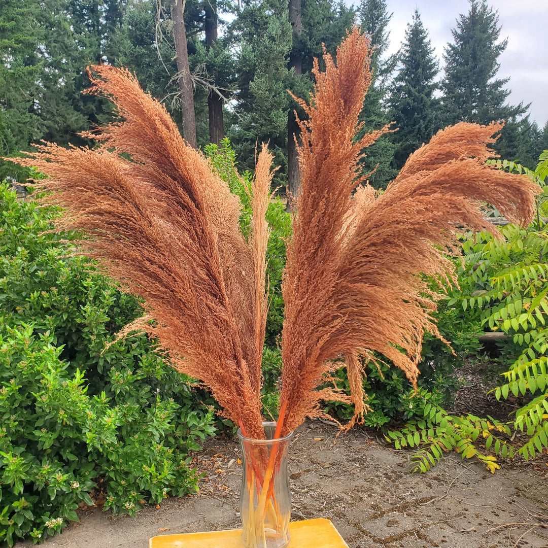 No - Shed Silky Large Pampas (3 - 4ft) - Terracotta Brown (717) - BLOOMINGFUL.COM - wedding, event, decor, gift, bouquet, arrangement, bridal, garland, fresh dried preserved artificial silk, birthday housewarming foliage
