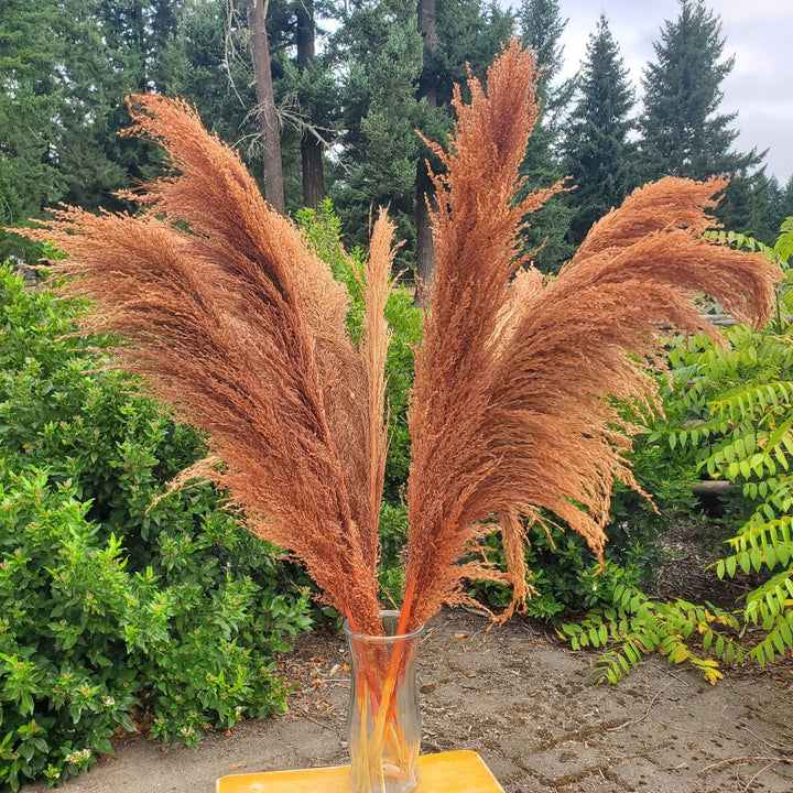 No - Shed Silky Large Pampas (3 - 4ft) - Terracotta Brown (717) - BLOOMINGFUL.COM - wedding, event, decor, gift, bouquet, arrangement, bridal, garland, fresh dried preserved artificial silk, birthday housewarming foliage