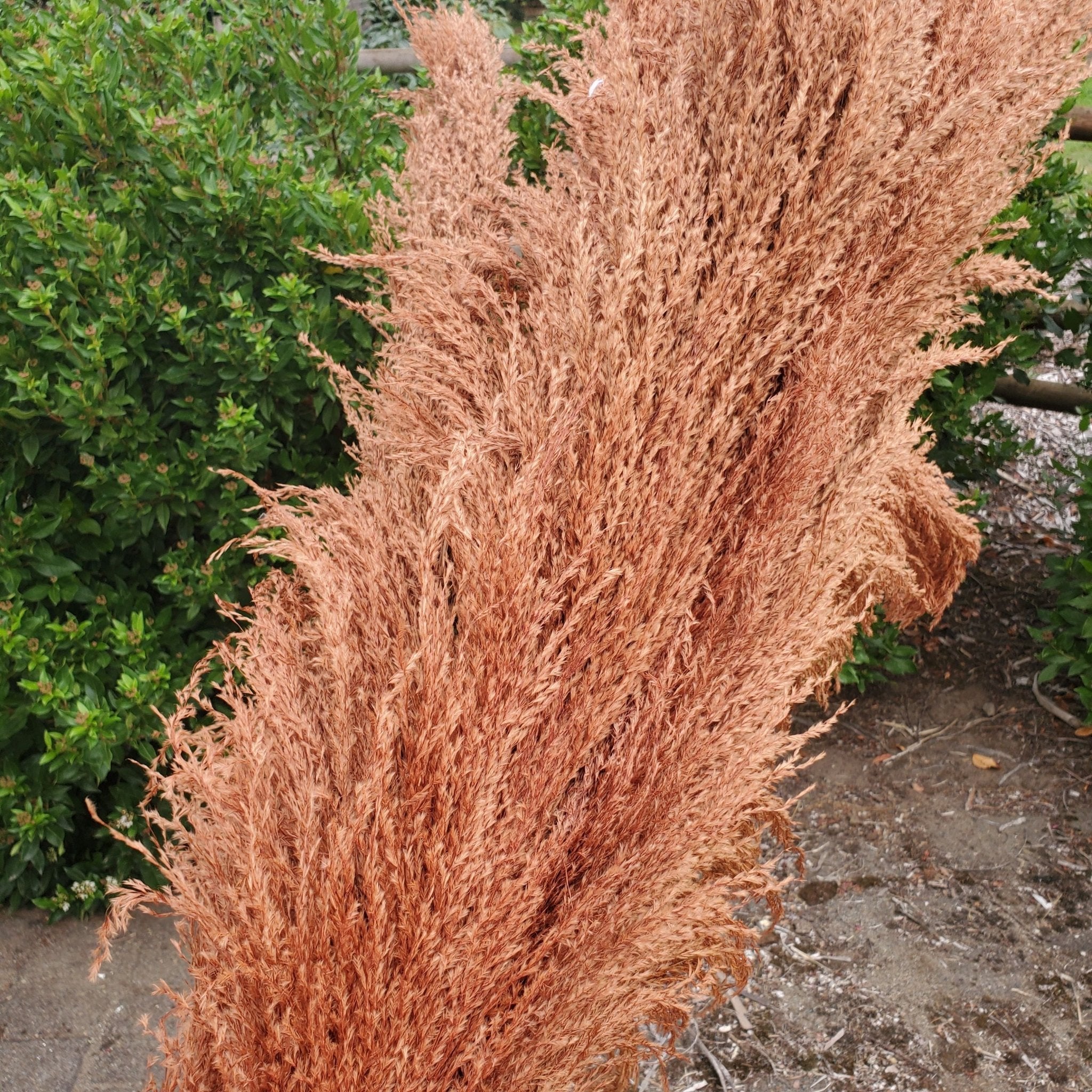 No - Shed Silky Large Pampas (3 - 4ft) - Terracotta Brown (717) - BLOOMINGFUL.COM - wedding, event, decor, gift, bouquet, arrangement, bridal, garland, fresh dried preserved artificial silk, birthday housewarming foliage
