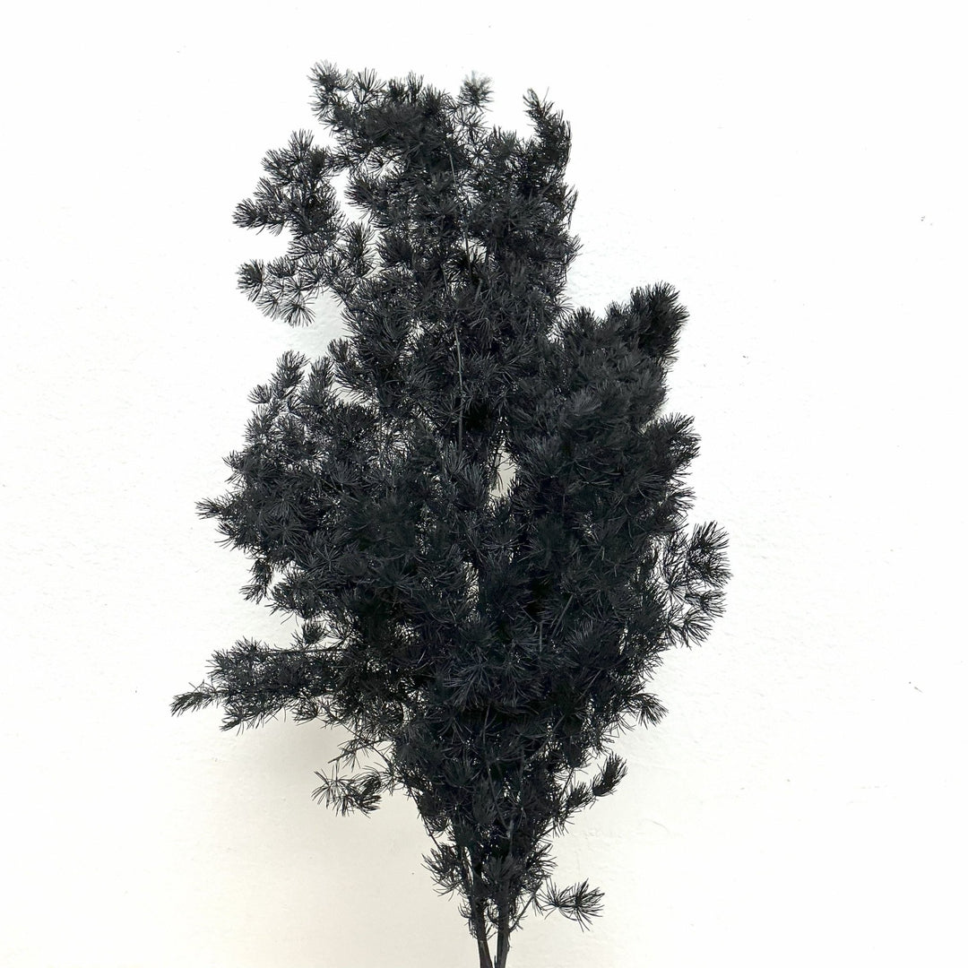 Preserved Asparagus Ming Fern - Black (002) - BLOOMINGFUL.COM - wedding, event, decor, gift, bouquet, arrangement, bridal, garland, fresh dried preserved artificial silk, birthday housewarming foliage
